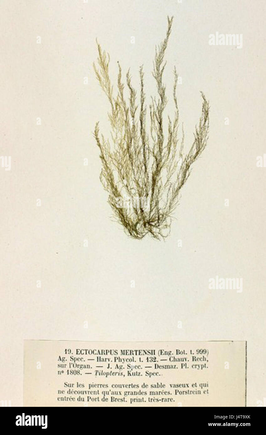 Tilopteris mertensii, identifiziert von Crouan, ist eine Farnart, die die Vielfalt der Pflanzenwelt in botanischen Studien und Klassifizierungen veranschaulicht. Stockfoto