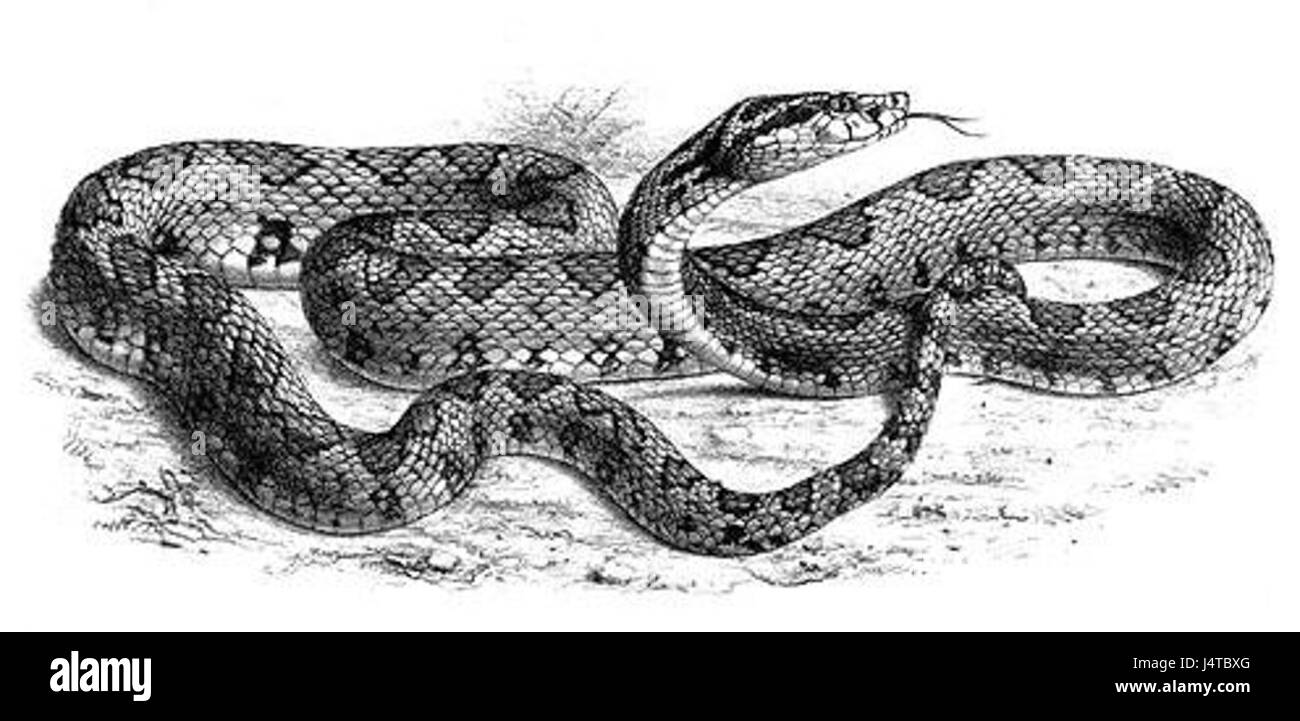 Trimeresurus jerdonii, auch Jerdonâ Grubenviper genannt, ist eine giftige Schlangenart in Südostasien. Bekannt für seine ausgeprägte grüne Farbe und seinen dreieckigen Kopf ist er in den Wäldern und Wäldern Indiens beheimatet. Stockfoto