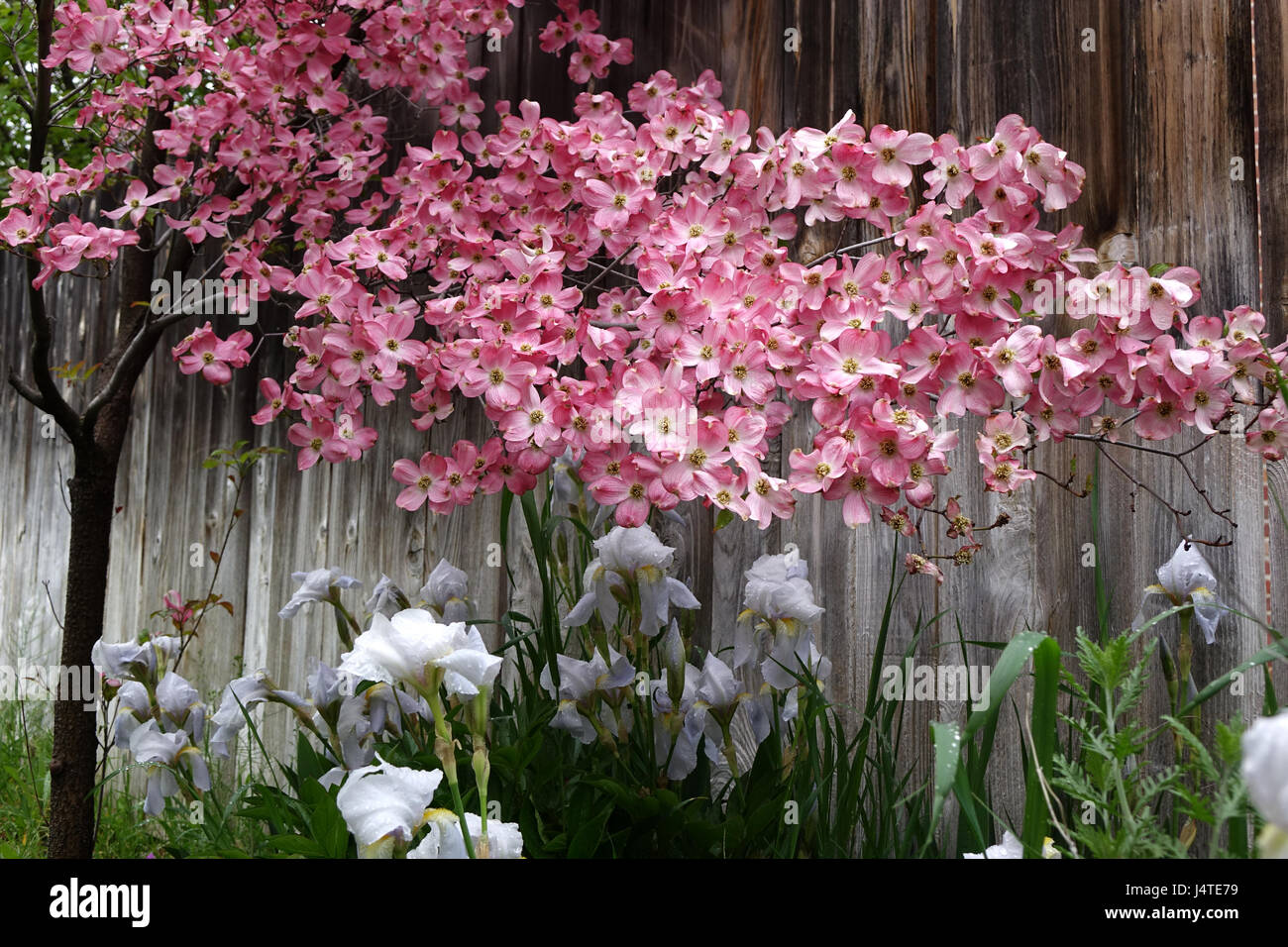 Iris und ein Hartriegel Baum in voller Blüte Anfang Mai. Stockfoto