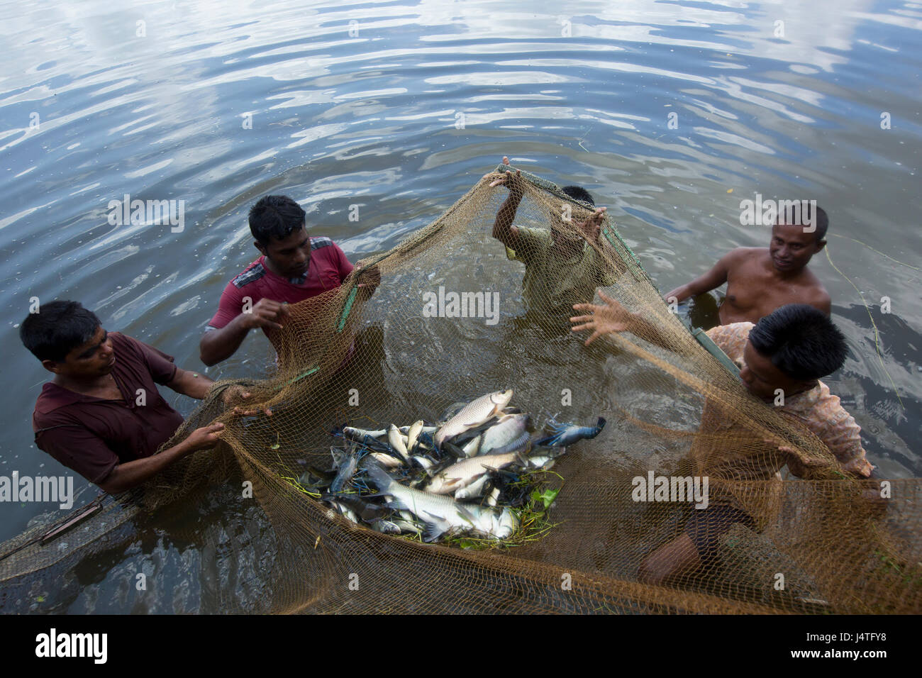 Fischer fangen Fische aus der Brüterei in Bagerhat, Bangladesch. Stockfoto