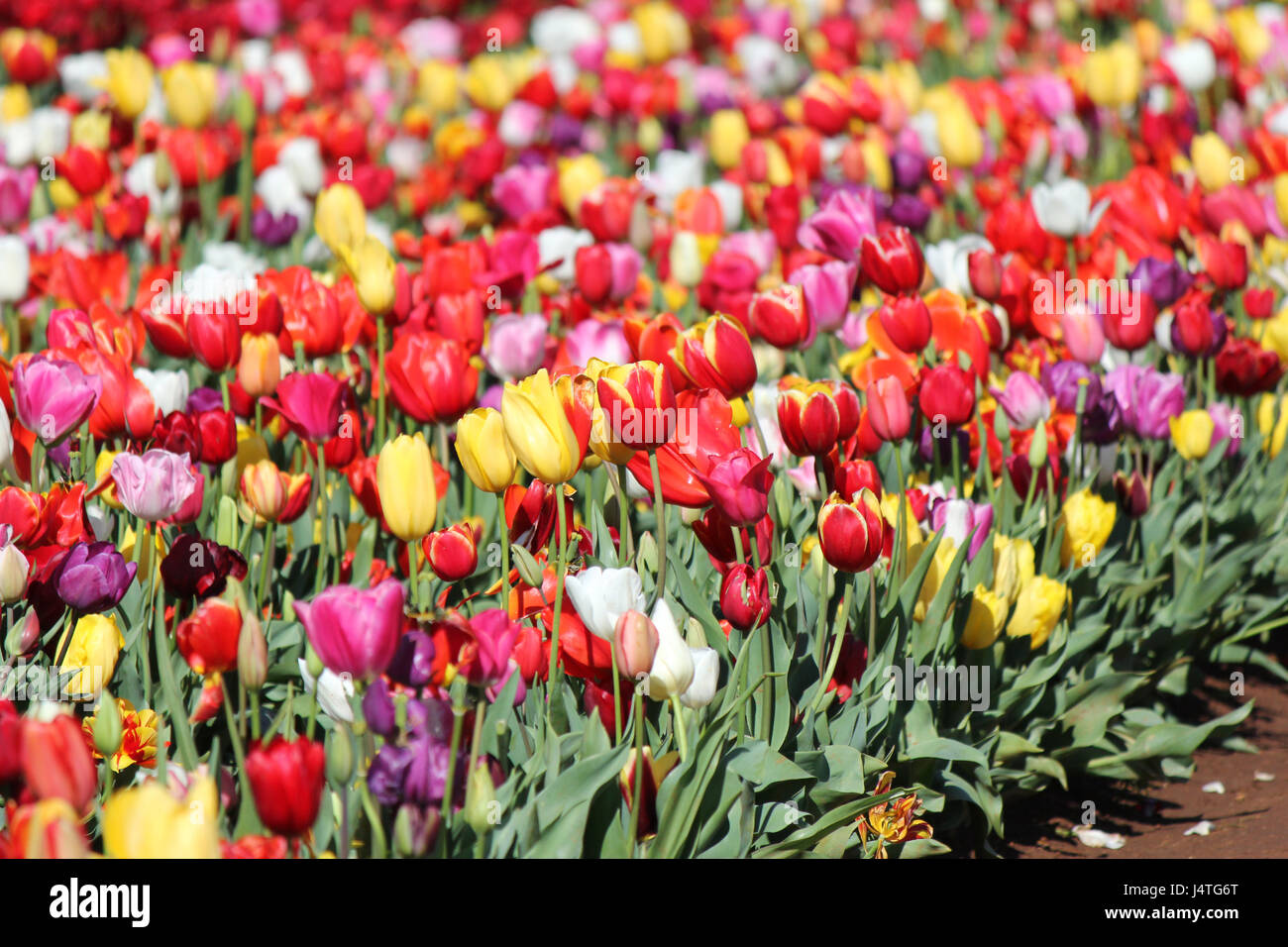 Multi farbigen Tulpen auf dem lokalen Tulip festival Stockfoto