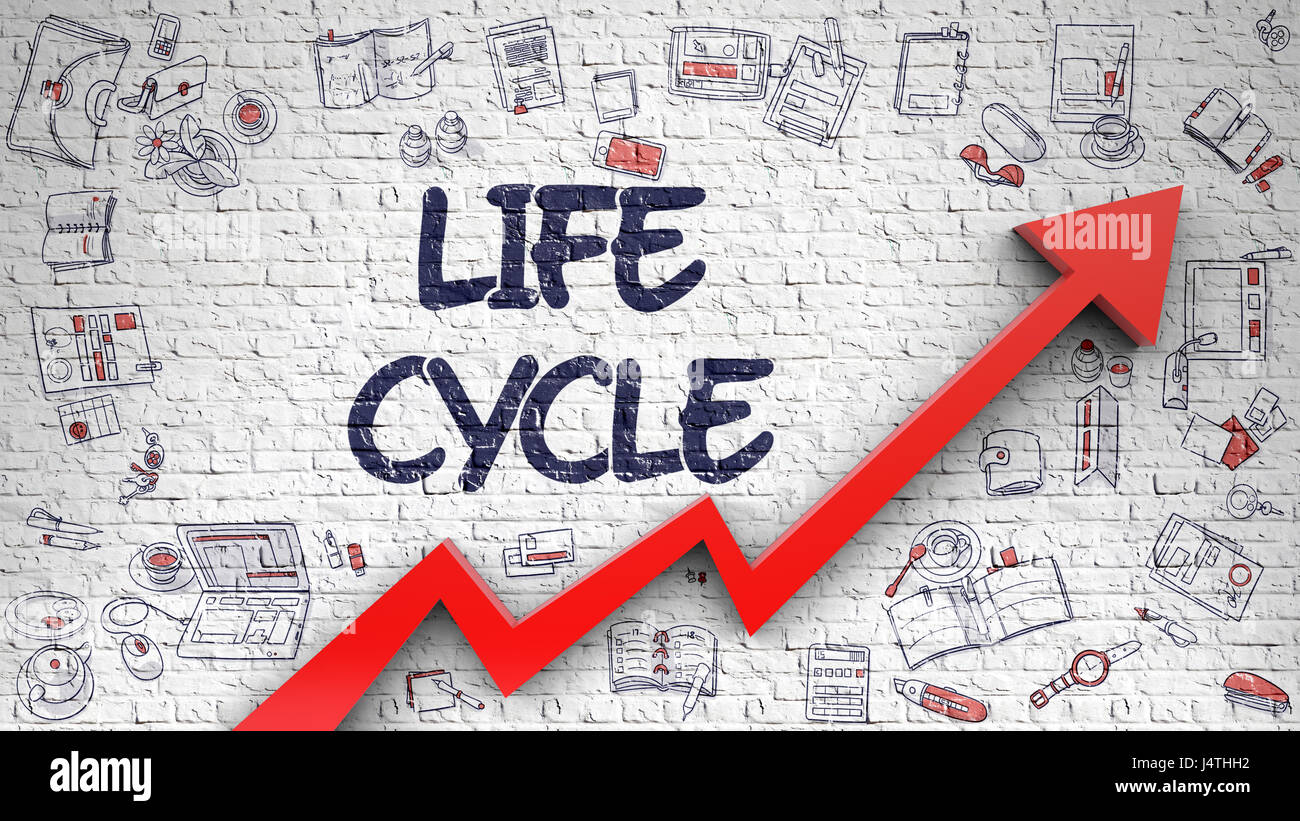 Lebenszyklus auf weiße Wand gezeichnet. Stockfoto