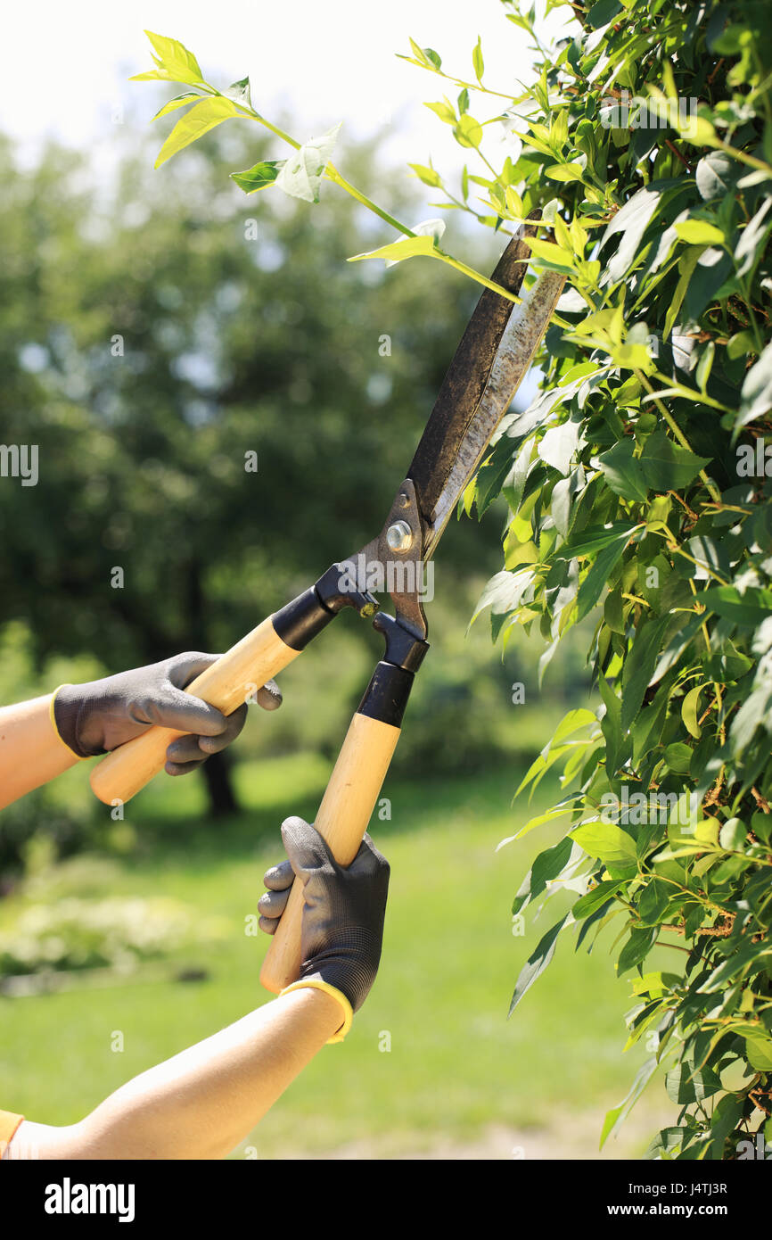 Ein Gärtner Schneiden einer Hecke im Garten, hautnah Hände