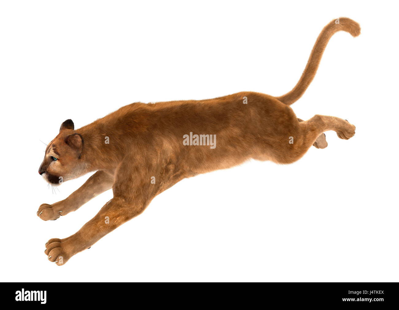 Puma concolor jumping -Fotos und -Bildmaterial in hoher Auflösung – Alamy