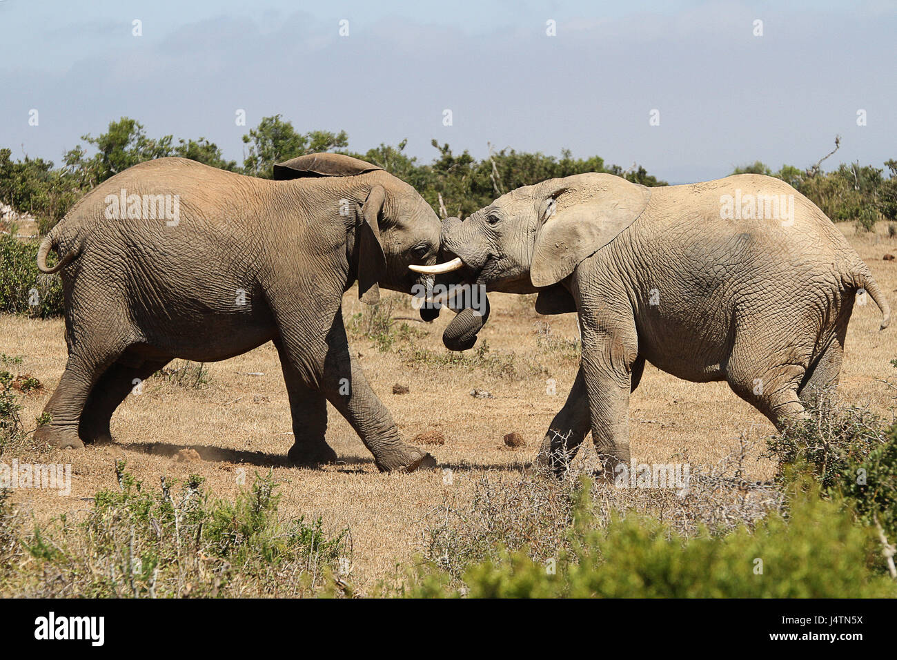 Buffalo in Addo Elephant Park langen Rasen Stockfoto