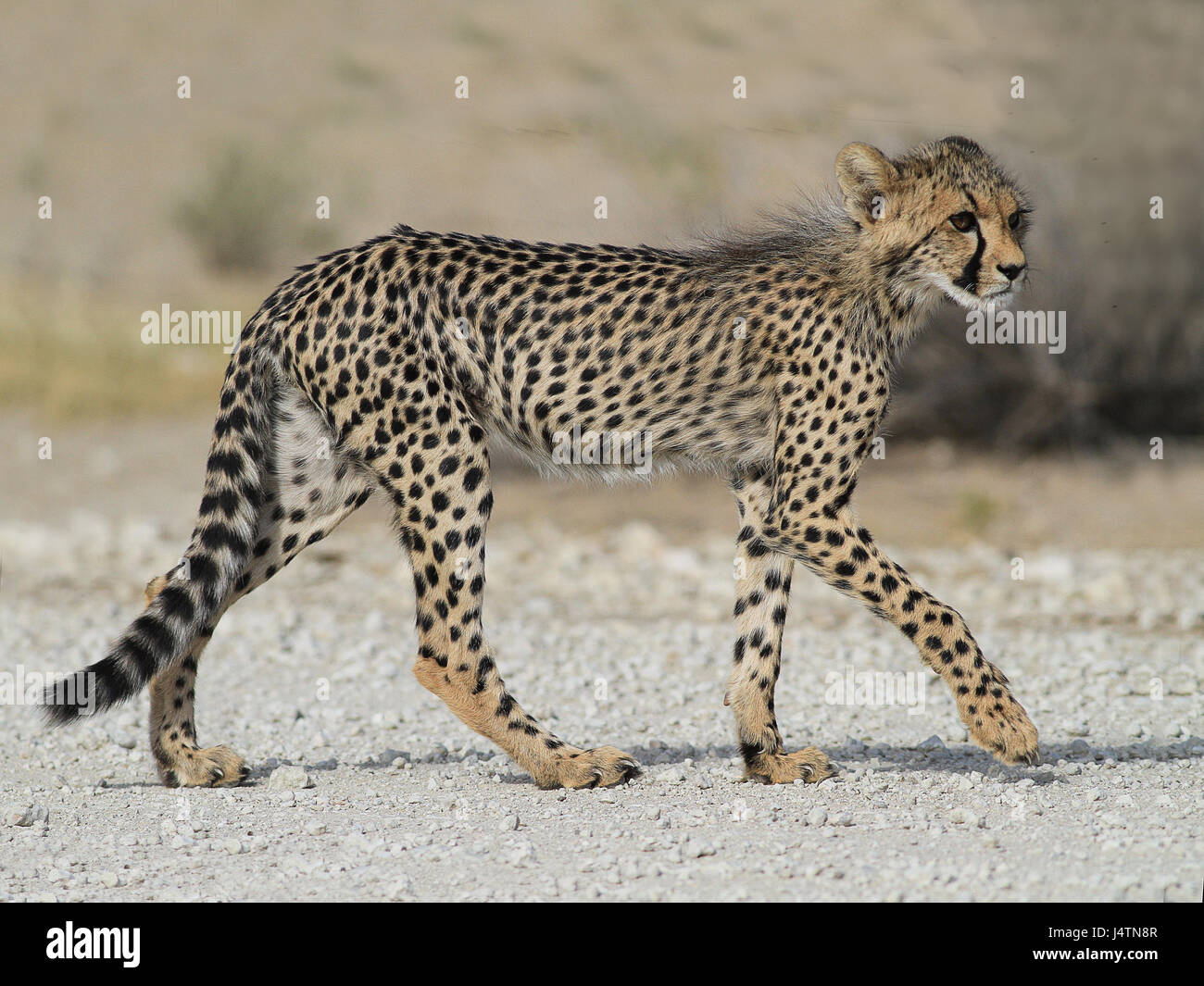 Juvenile Gepard männlich zu Fuß im Busch Stockfoto