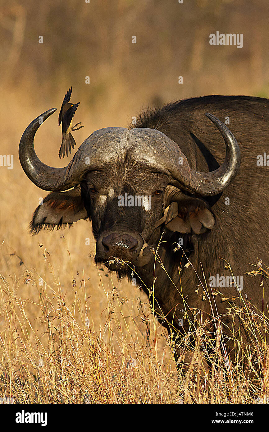 Buffalo in Addo Elephant Park langen Rasen Stockfoto