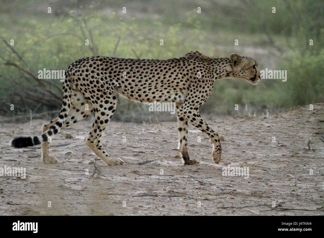 Männliche Geparden stalking im Kgalagadi Transfrontier Park Busch Stockfoto
