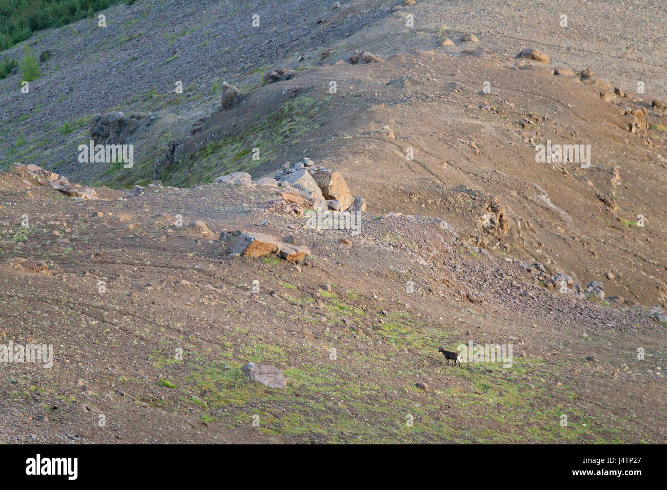 Putorana Schnee ram (Putorana Big Horn ram). Dyolochi River. Endemische Tiere der Putorana Plateau. Nördlich von Russland. Sibirien. Putorana finden. Russland. Stockfoto