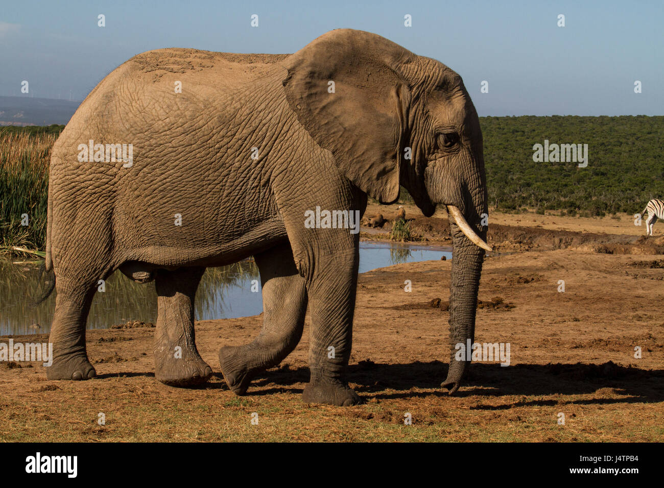 Afrikanischer Elefantenbulle im Addo Elephant Park zu Fuß Stockfoto