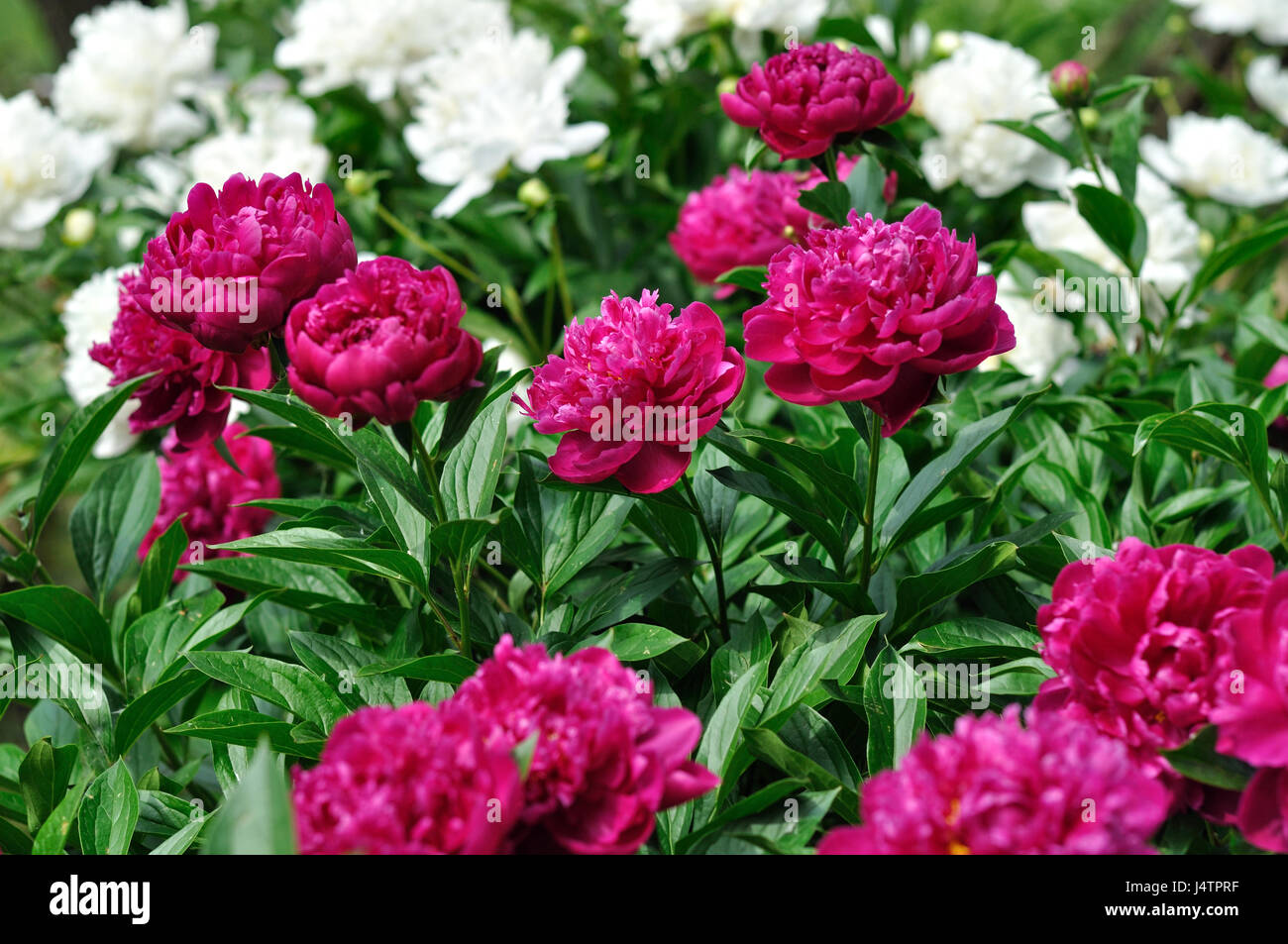 Rosa und Weiße Pfingstrose Blumen an das Beet im Garten Stockfotografie