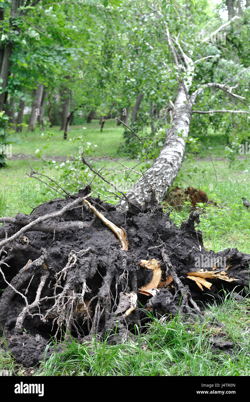 umgestürzter Baum nach windigen Sturm im Park, vertikale Zusammensetzung Stockfoto