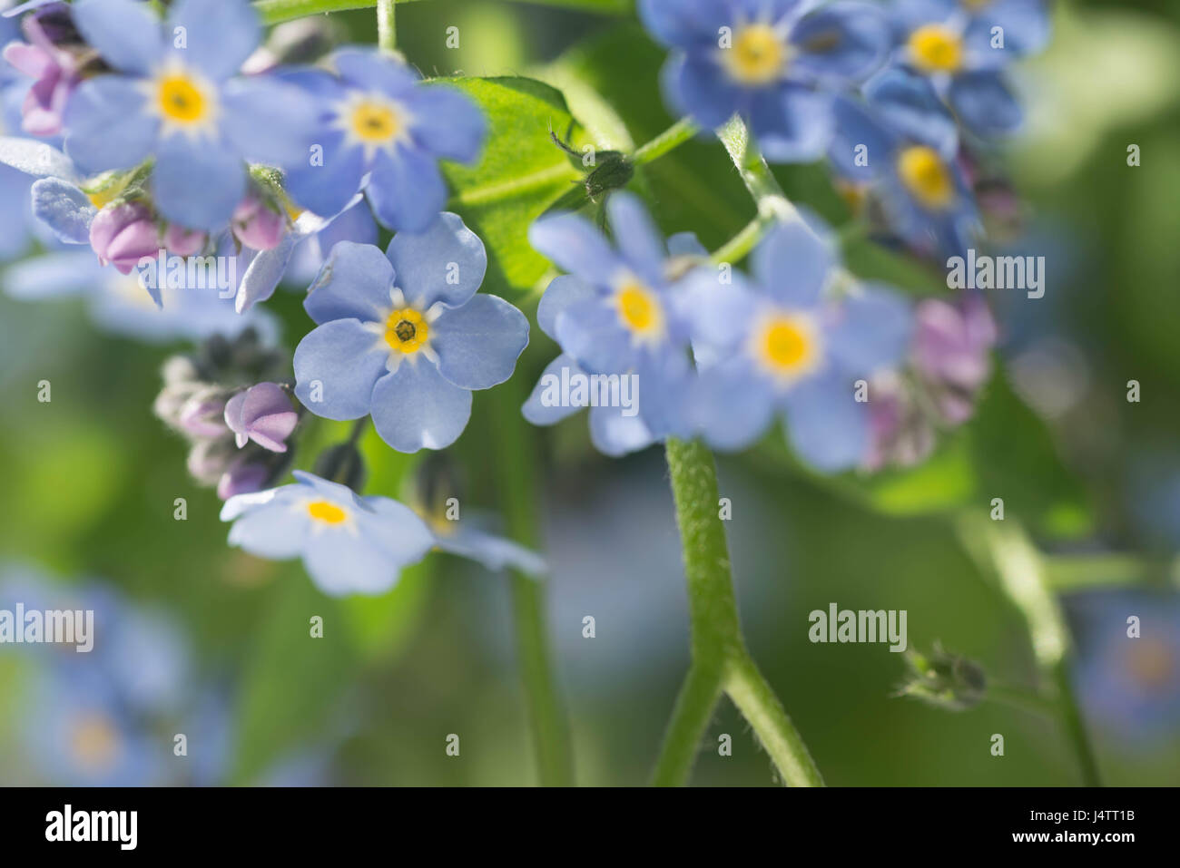 Vergissmeinnicht blauer kleine Frühlingsblumen in Haufen Stockfoto