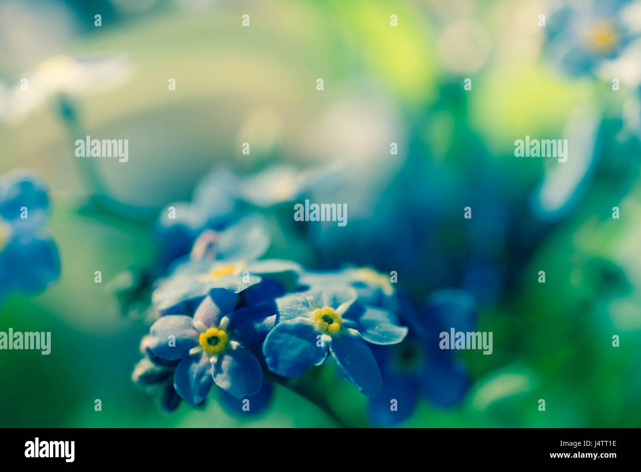 Vergissmeinnicht blauer kleine Frühlingsblumen in Haufen Stockfoto