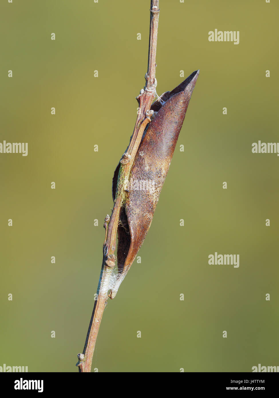 Ein gewelltes Blatt an einem Zweig mit Seide befestigt dient als Unterschlupf, eine Spinne Ei Sac. Stockfoto