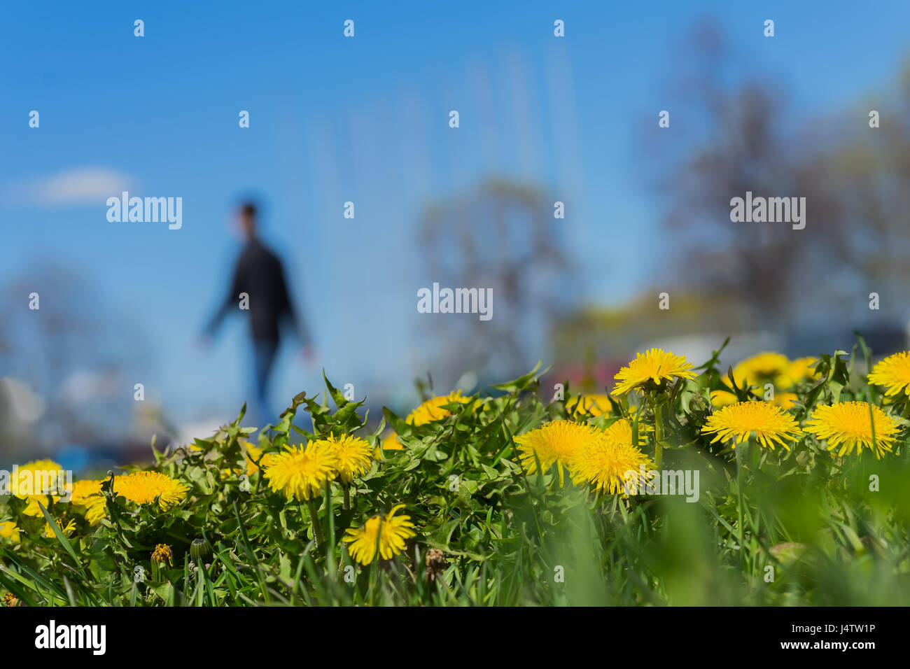 Verschwommene unkenntlich Mann zu Fuß in Park, Textfreiraum Frühjahrssaison, grünen Rasen Wiese und leuchtend gelbe junge Löwenzahn. Zusammenfassung Hintergrund. Stockfoto