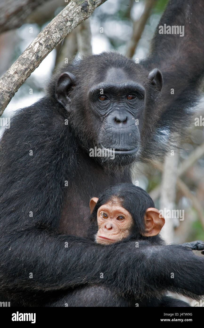 Ein weiblicher Schimpanse mit einem Baby auf Mangrovenbäumen. Republik Kongo. Conkouati-Douli Reserve. Stockfoto