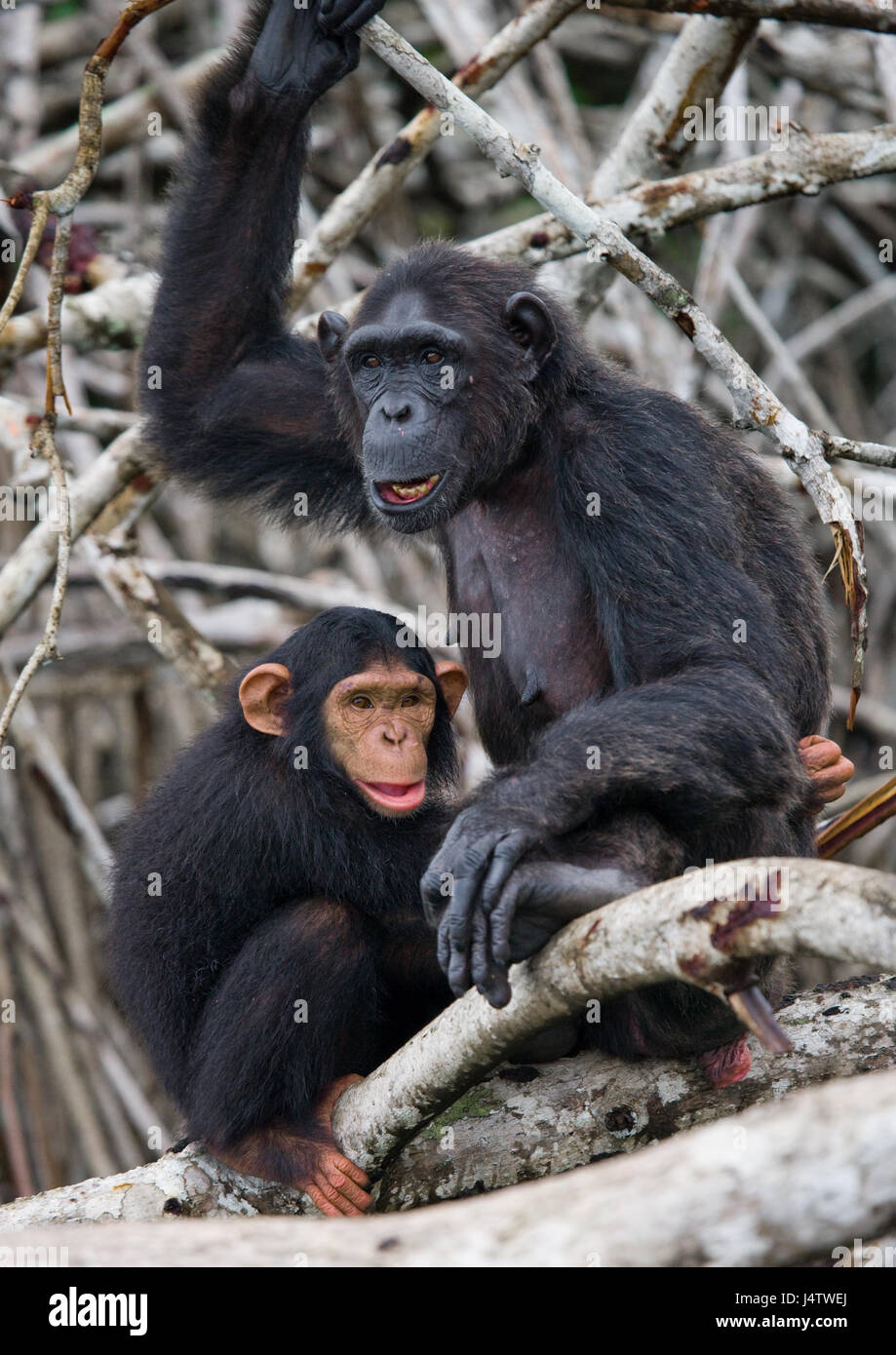 Ein weiblicher Schimpanse mit einem Baby auf Mangrovenbäumen. Republik Kongo. Conkouati-Douli Reserve. Stockfoto