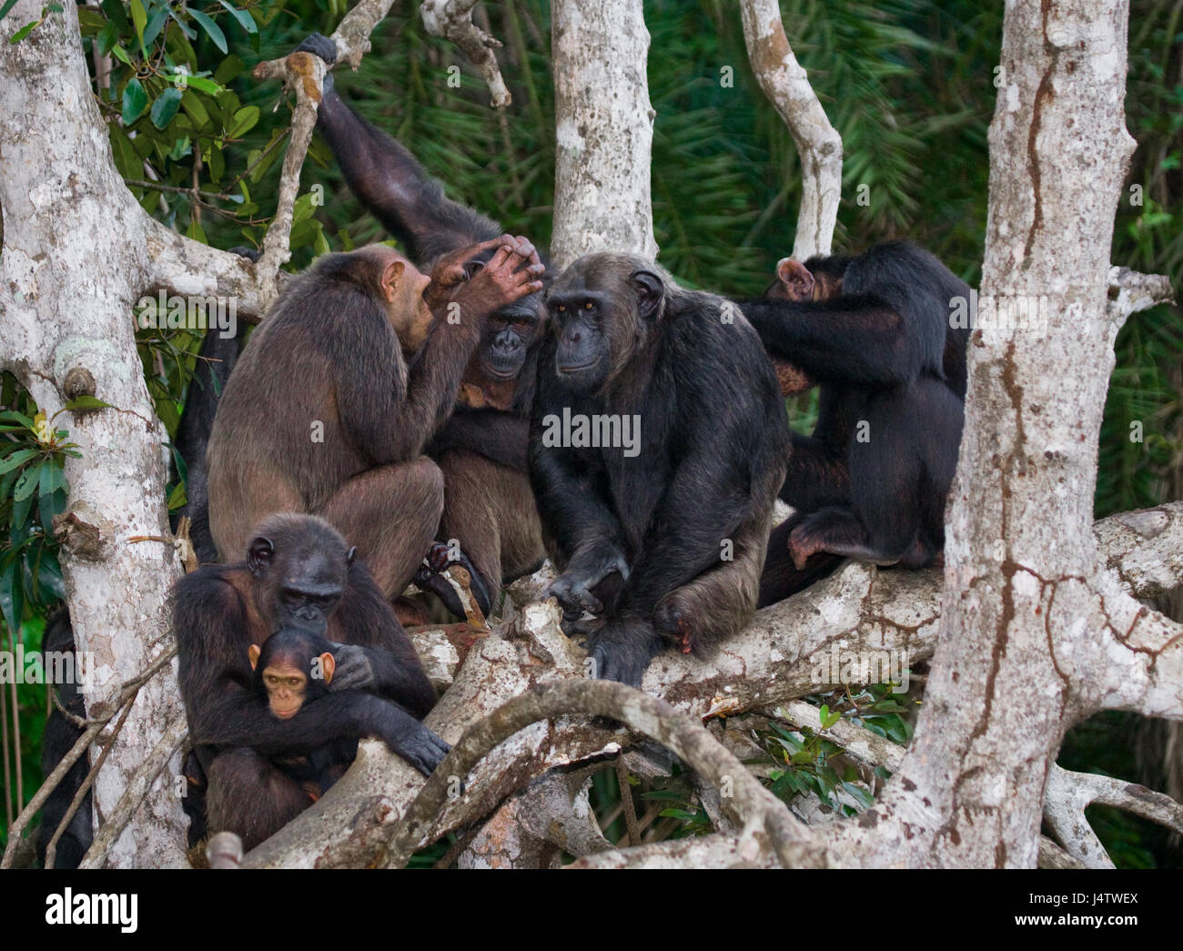 Schimpansen an Mangrovenzweigen. Republik Kongo. Conkouati-Douli Reserve. Stockfoto