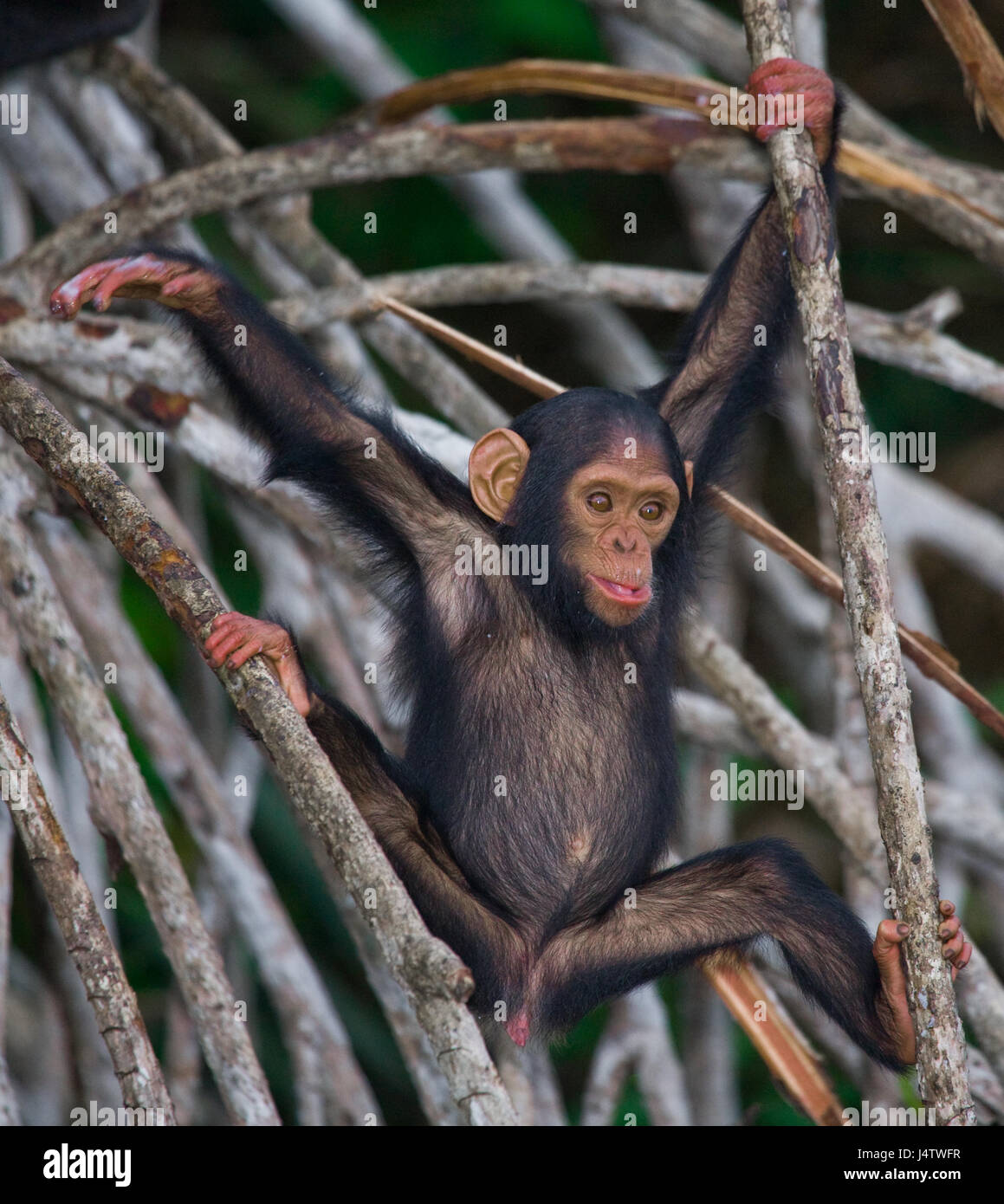 Ein Baby-Schimpanse auf Mangrovenzweigen. Republik Kongo. Conkouati-Douli Reserve. Stockfoto