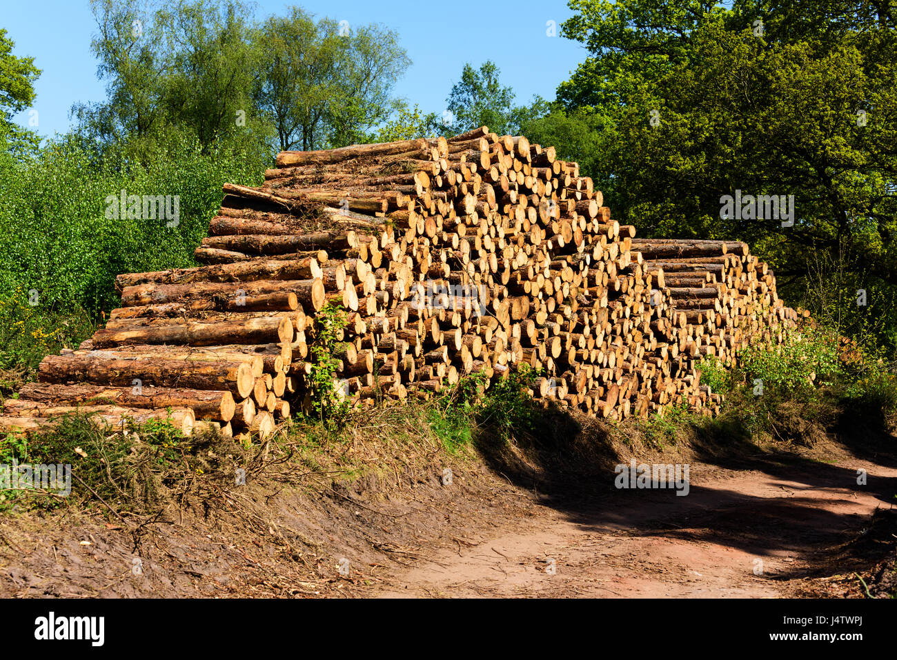 Melden Sie sich Haufen zeigt gefällten Kiefern Peckforton, Cheshire, UK Stockfoto