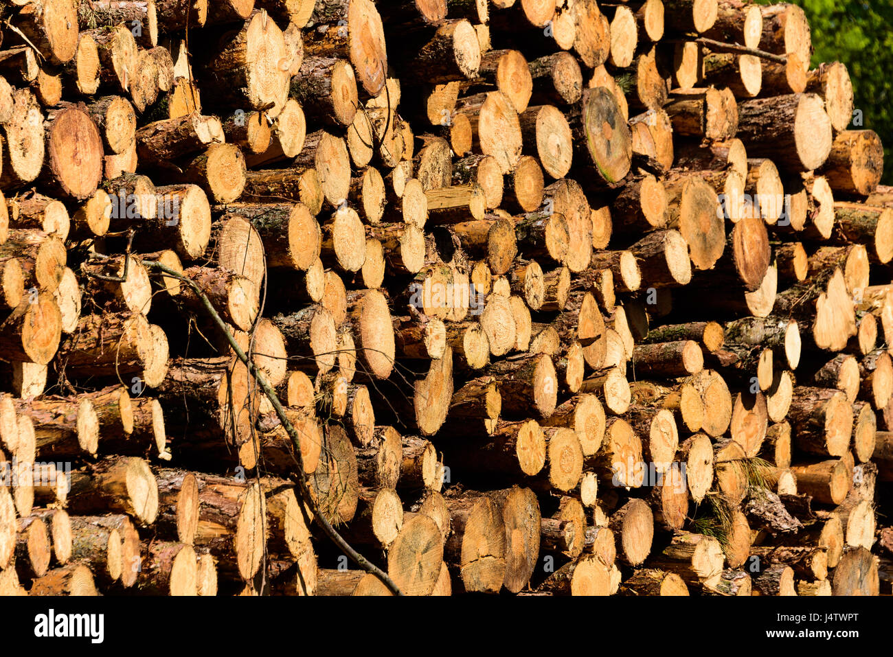 Pine Tree Haufen nach dem Fällen von Bäumen in Cheshire, Großbritannien Stockfoto
