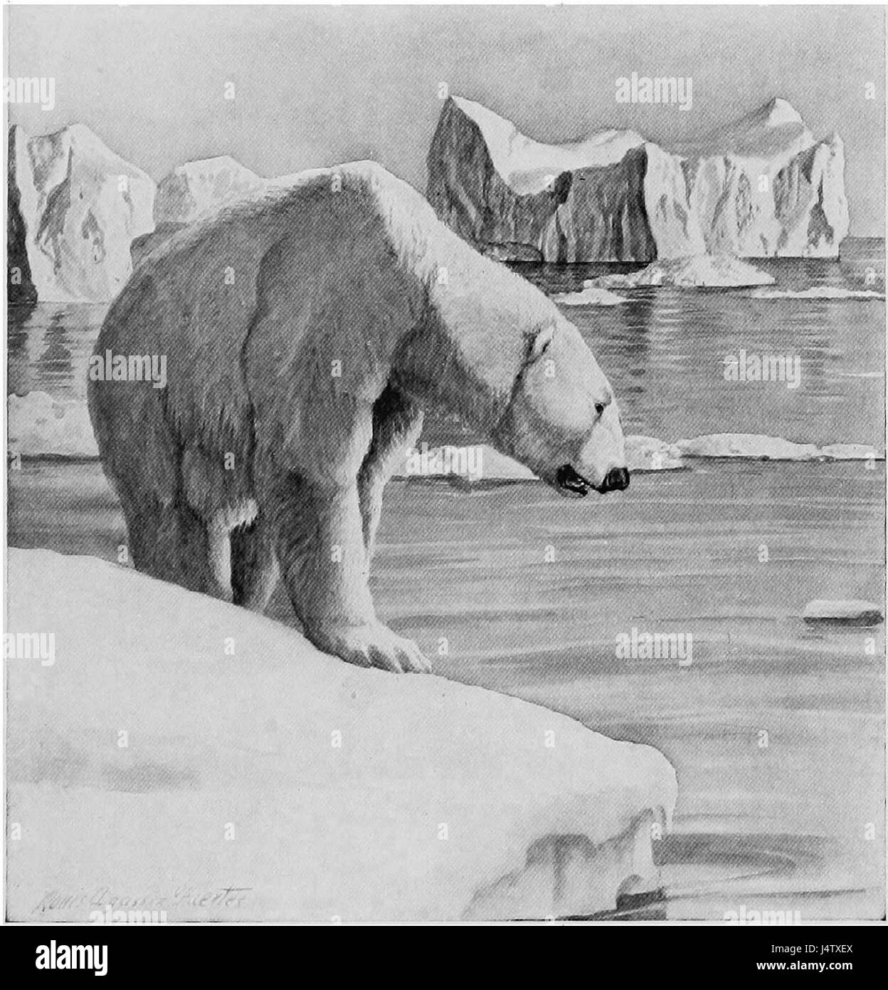 Dieser Titel bezieht sich auf eine künstlerische Darstellung des Eisbären (Ursus maritimus) des berühmten Künstlers Louis Agassiz Fuertes, der für seine Tierdarstellungen bekannt ist. Stockfoto