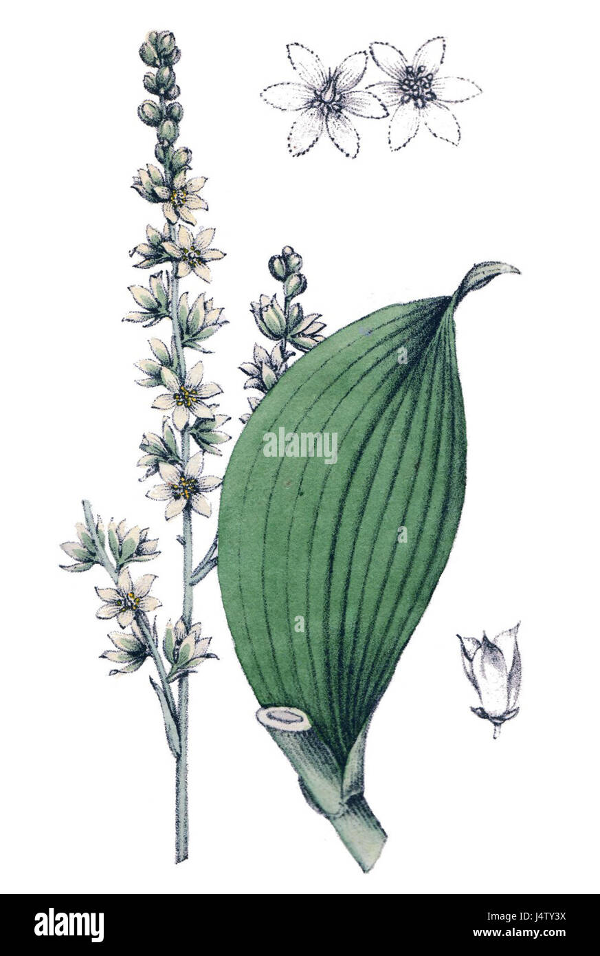 Veratum Album, auch bekannt als White Hellebore, ist ein mehrjähriges Kraut, das in Europa und Asien gefunden wird. Es ist bekannt für seine medizinischen Eigenschaften, die in der traditionellen Medizin bei verschiedenen Beschwerden verwendet werden. Stockfoto