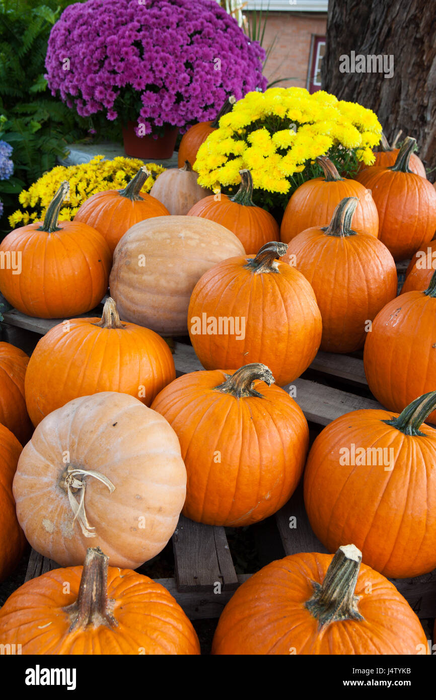 Dutzende von plump orange Kürbisse und bunte mums.jpg Stockfoto
