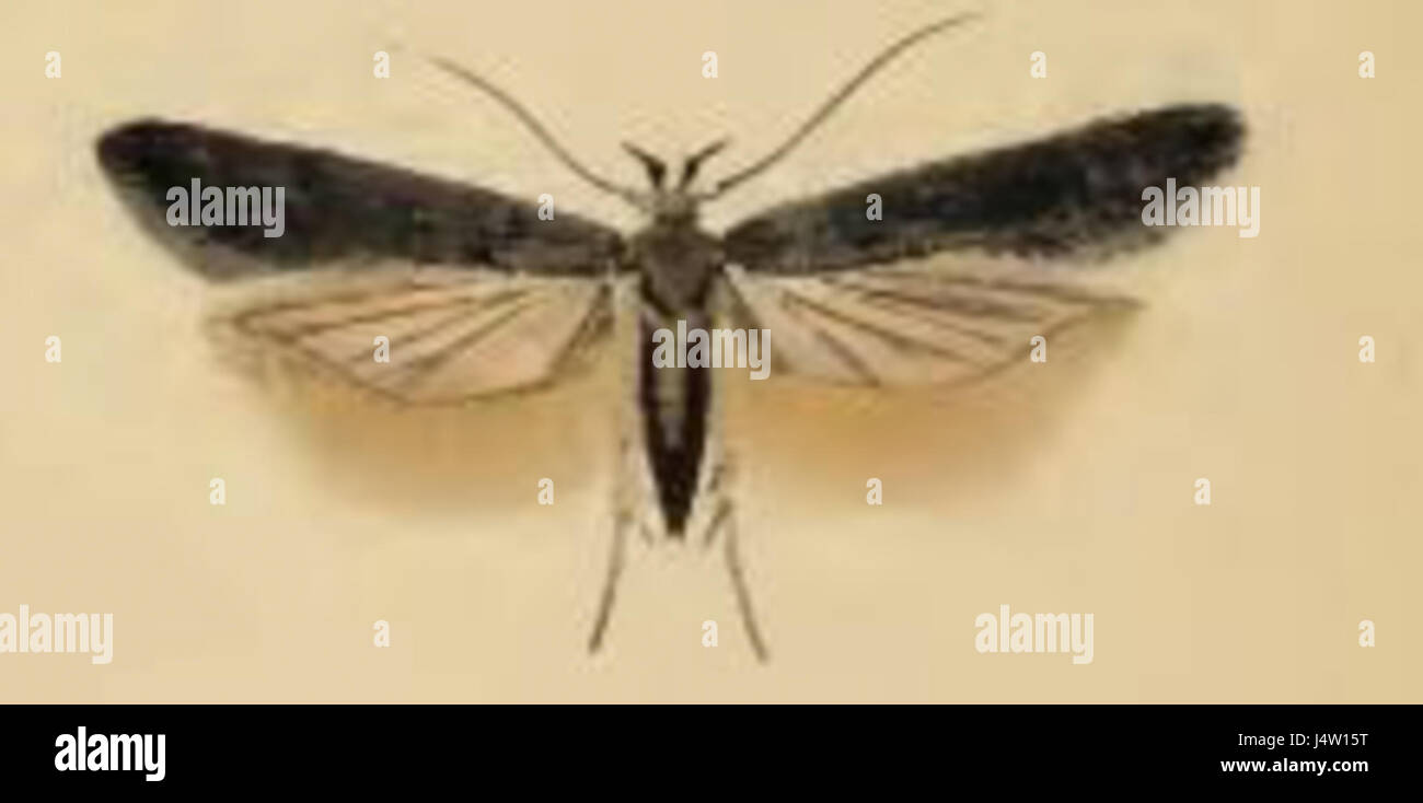 Xenolechia aethiops Stockfoto