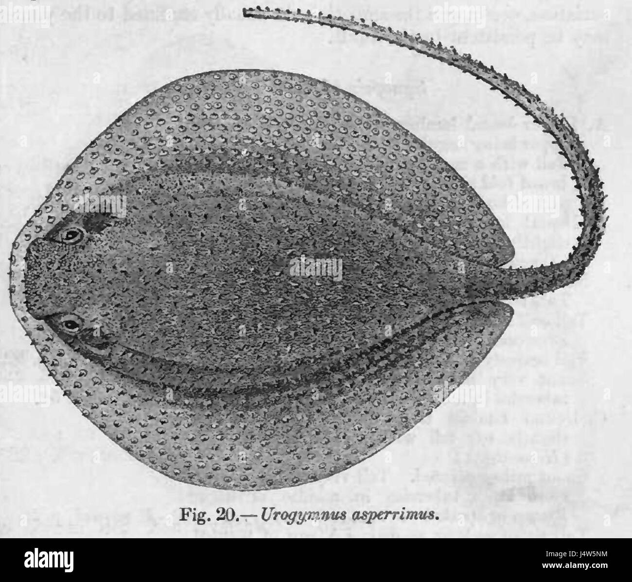 Urogymnus asperrimus ist eine Art von Rochenflossen-Fischen, und dieses Bild bezieht sich auf seine detaillierte wissenschaftliche Studie und ökologische Bedeutung. Stockfoto