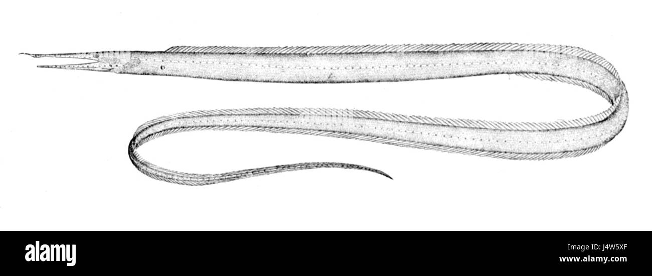 Venefica procera ist eine Pflanzenart, die oft mit medizinischen Anwendungen in Verbindung gebracht wird und in tropischen Regionen beheimatet ist und für ihre möglichen therapeutischen Eigenschaften bekannt ist. Stockfoto