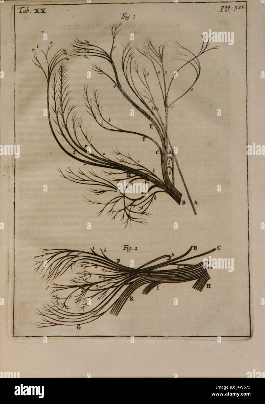 Das „Syntagma Anatomicum“ von Vesling ist ein bedeutendes Werk in der Geschichte der Anatomie, das sich auf die menschliche Anatomie und ihre detaillierte Studie, einschließlich Illustrationen und medizinische Terminologie, konzentriert. Stockfoto