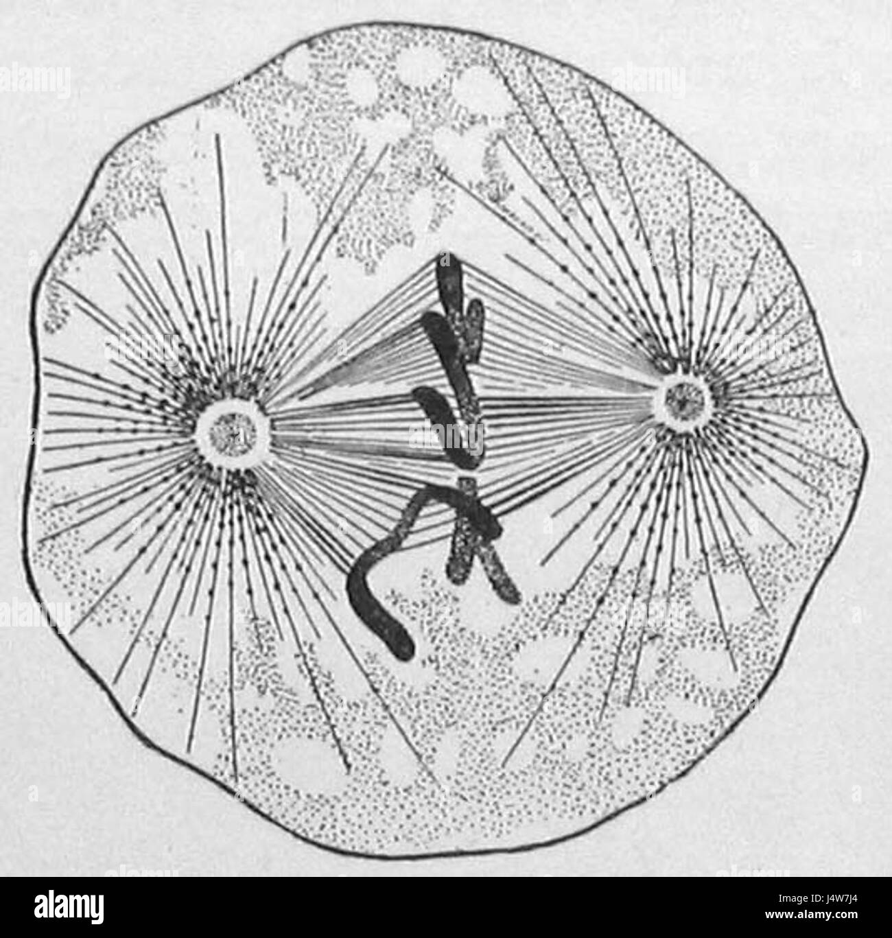 Wilson 1900 Fig. 31A ist eine historische Illustration aus dem frühen 20. Jahrhundert. Es zeigt die wichtigsten Entwicklungen in Technologie und Gesellschaft in den 1900er Jahren und bietet eine visuelle Darstellung des kulturellen und technologischen Fortschritts in dieser Zeit. Stockfoto