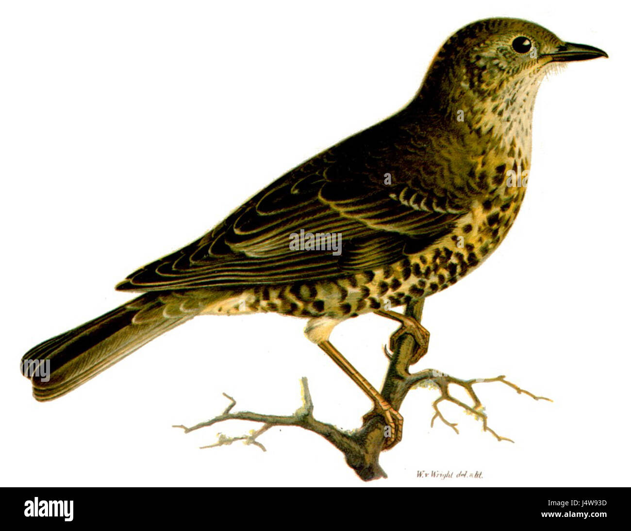 Turdus viscivorus, auch bekannt als Misteldrossel, ist eine Vogelart, die in Europa und Teilen Asiens vorkommt. Sie ist bekannt für ihre besondere Berufung und ihre Vorliebe für offene Wald- und Ackerland-Lebensräume. Stockfoto