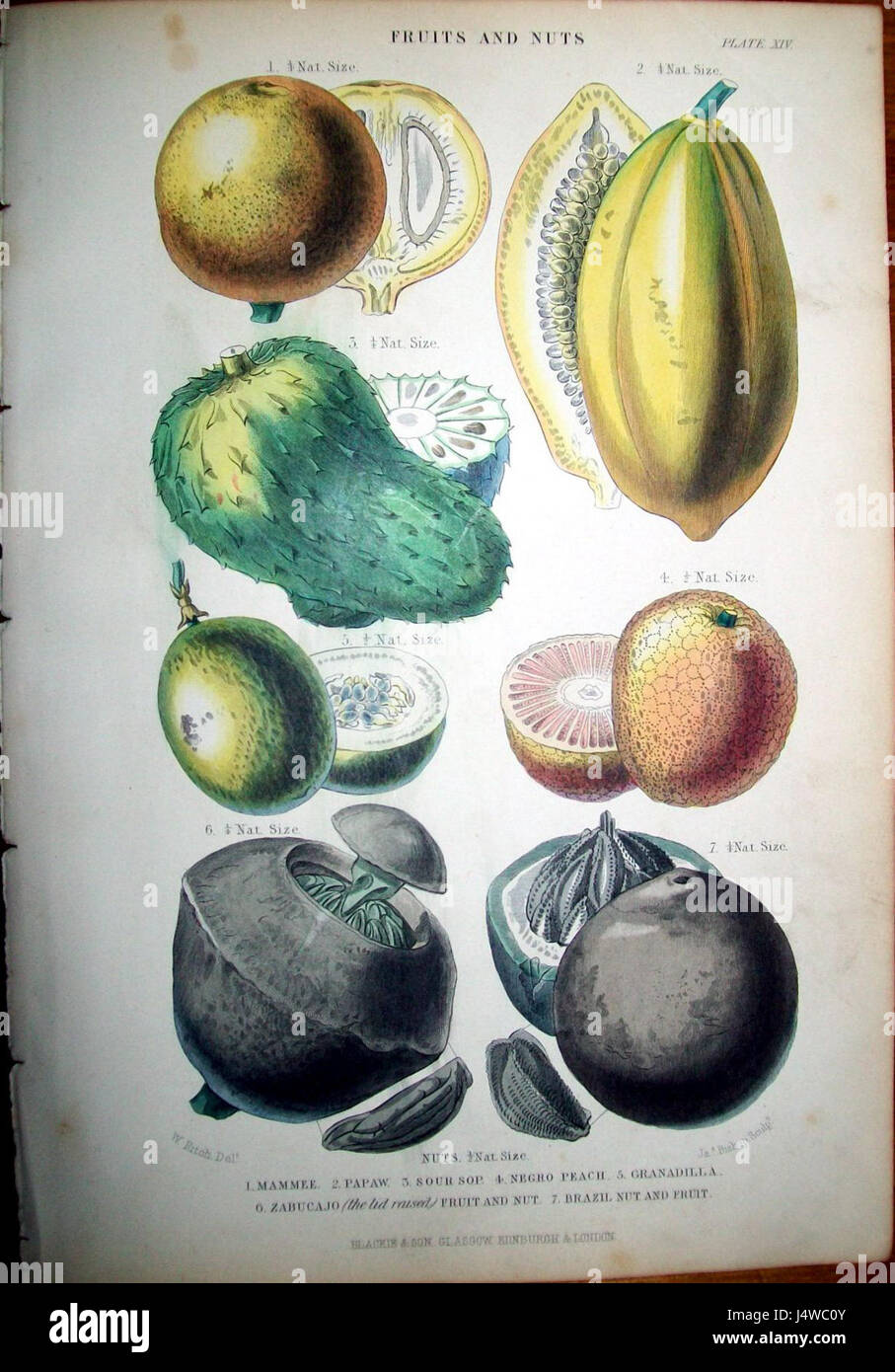 Walter Hood Fitch04 Stockfoto