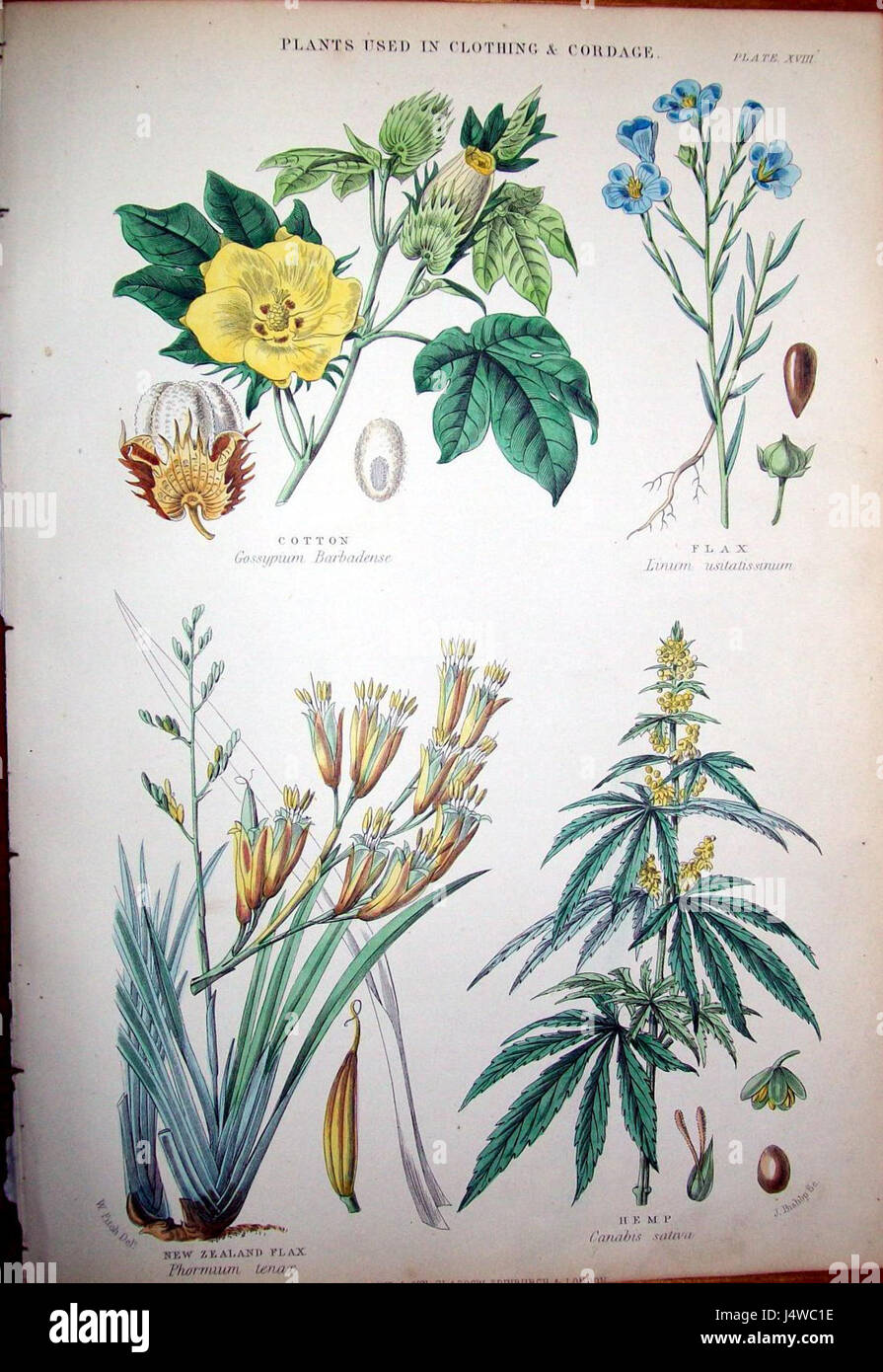 Walter Hood Fitch war ein bekannter britischer botanischer Illustrator, der vor allem für seine detaillierten und genauen Darstellungen von Pflanzenarten bekannt war. Seine Arbeit trug wesentlich zum Bereich der botanischen Kunst im 19. Jahrhundert bei. Stockfoto