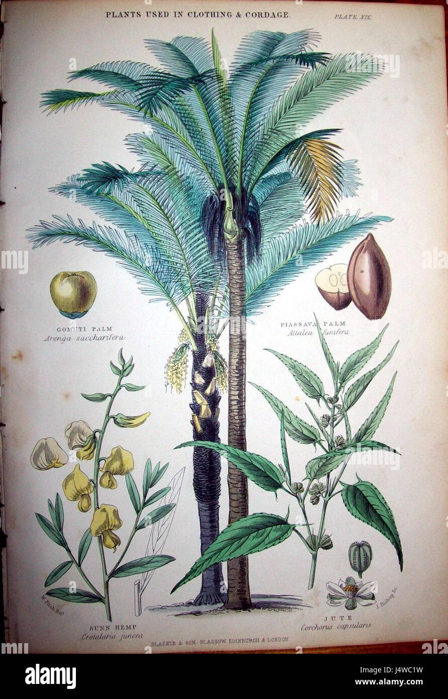 Walter Hood Fitch war ein englischer botanischer Künstler aus dem 19. Jahrhundert, der für seine detaillierten und genauen Pflanzendarstellungen bekannt ist. Seine Werke trugen maßgeblich zur botanischen Wissenschaft und Kunst während seiner Zeit bei. Stockfoto