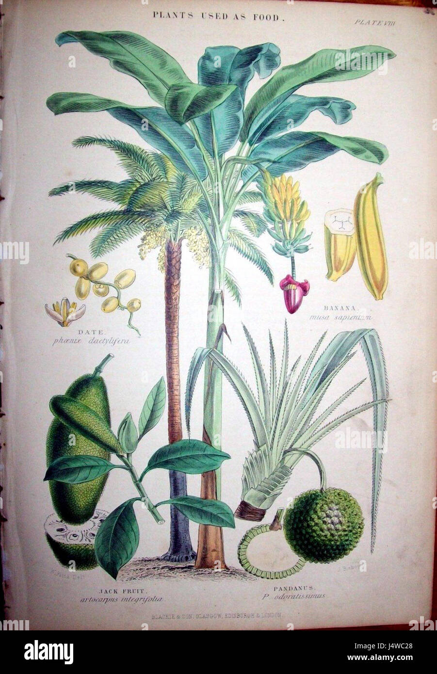 Walter Hood Fitchs botanische Illustration aus dem Jahr 07 veranschaulicht seine Fähigkeit, das Pflanzenleben präzise zu erfassen. Seine Werke tragen maßgeblich zur botanischen Kunst und wissenschaftlichen Illustration bei. Stockfoto
