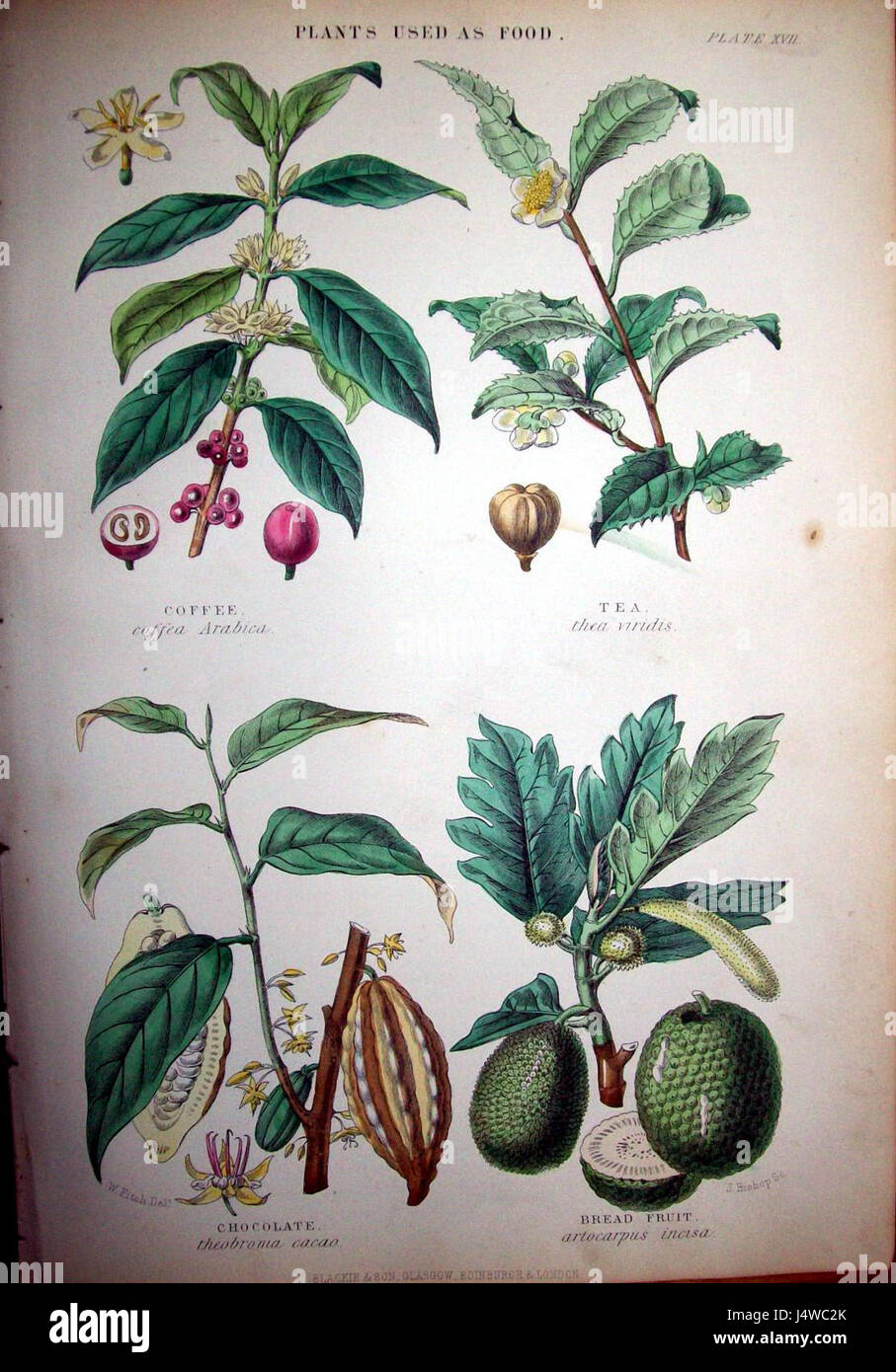 Walter Hood Fitch08 Stockfoto