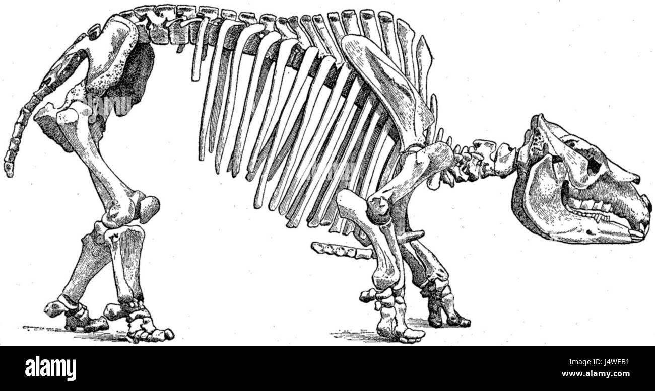 Das Toxodon-Skelett repräsentiert die Überreste einer ausgestorbenen Gattung von großen, pflanzenfressenden Säugetieren, die während der pleistozänen Epoche in Südamerika lebten. Diese Kreaturen waren mit modernen Nashörnern und Flusspferden verwandt. Stockfoto
