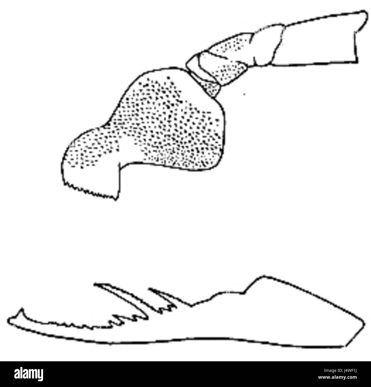 Dieser Titel bezieht sich auf eine Studie oder Illustration der Eurypterida, einer ausgestorbenen Gruppe von Meeresarthropoden, insbesondere eine Figur (72) aus einer Studie über diese prähistorischen Lebewesen in New York. Stockfoto