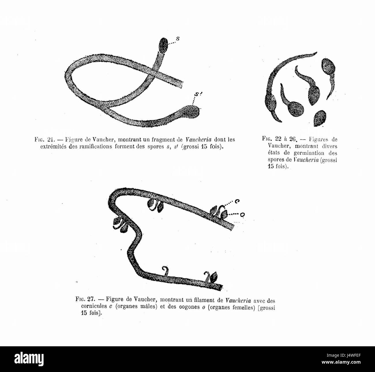 Vaucheria Filamente & Sporen Dessins de Vaucher Stockfoto