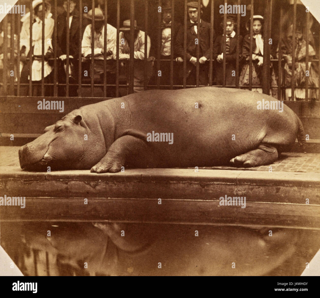 Das Hippopotamus im Regents Park Zoo in London, um 1855, spiegelt die Faszination des viktorianischen eraâ für exotische Tiere wider. Zoos waren in dieser Zeit Orte des wissenschaftlichen Studiums und der öffentlichen Unterhaltung. Stockfoto