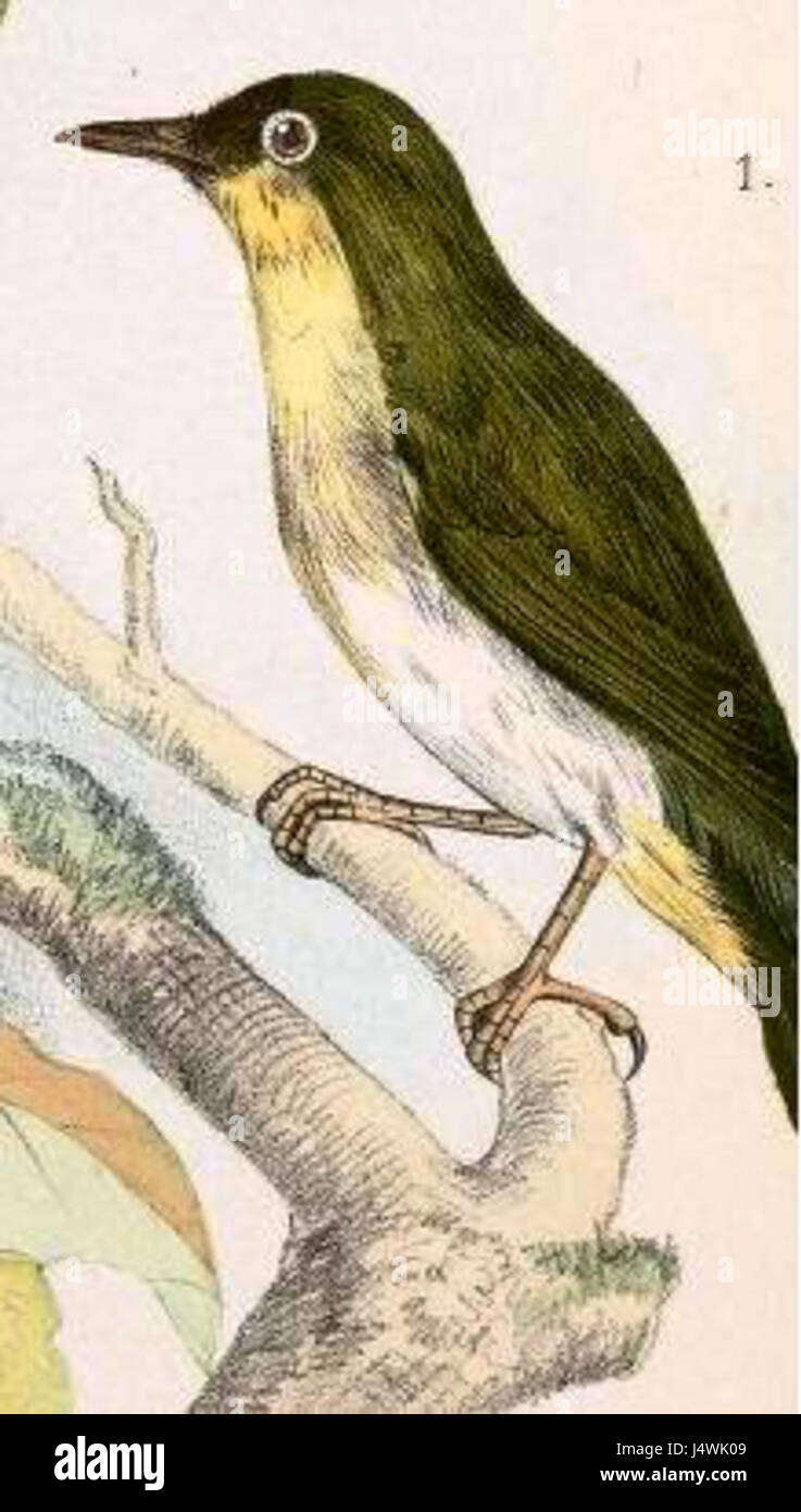 Zosterops nehrkorni, auch bekannt als Nehrkorns Weißauge, ist eine Vogelart in Südostasien. Es ist bekannt für seine kleine Größe, den charakteristischen weißen Ring um die Augen und das grünliche Gefieder, das häufig tropische Wälder und Wälder bewohnt. Stockfoto