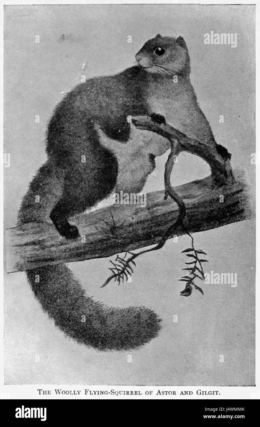 Dieses Bild stellt ein Wooly-Eichhörnchen dar, das für sein dickes Fell und sein unverwechselbares Aussehen bekannt ist. Es handelt sich um ein kleines Nagetier, das in verschiedenen Teilen der Welt vorkommt, vor allem in bewaldeten Lebensräumen. Stockfoto