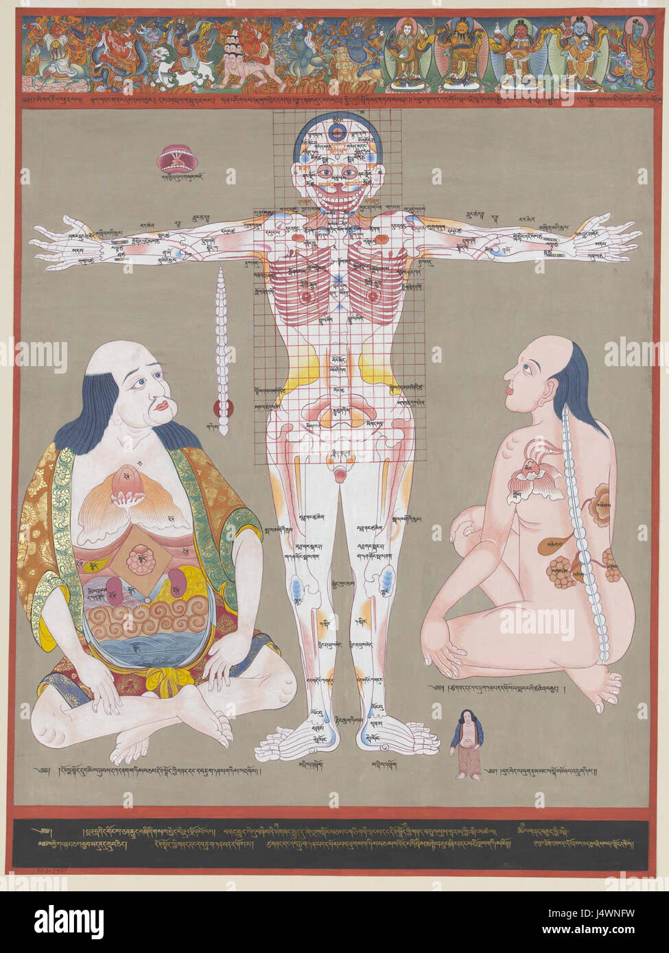 Der Blaue Beryl-Anatomie-Schwachstellen Stockfoto