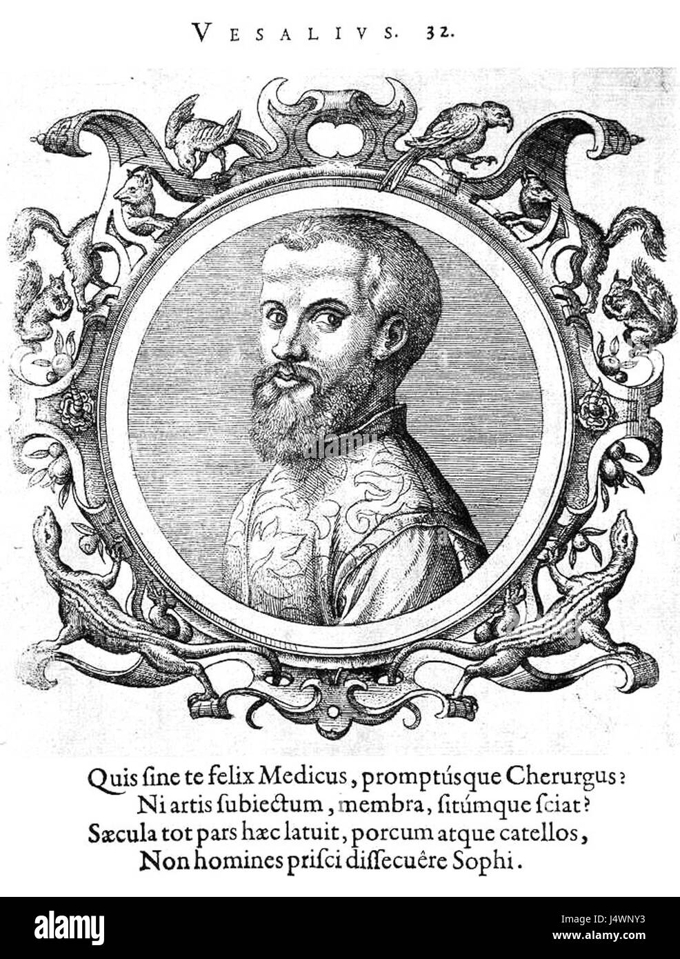 Andreas Vesalius, ein flämischer Arzt, ist bekannt für seine bahnbrechende Arbeit in der menschlichen Anatomie und sein einflussreiches Buch „de humani corporis fabrica“ (1543), das die Erforschung des menschlichen Körpers revolutionierte. Stockfoto