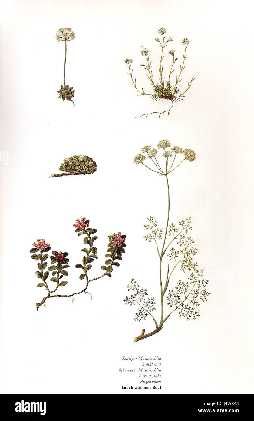 Zottiger Mannsschild ist ein Begriff, der sich auf eine bestimmte Art von Pflanze oder botanischer Art bezieht, die typischerweise in historischen botanischen Texten wegen ihrer Merkmale beschrieben wird. Der Begriff kann mit einer bestimmten Gattung oder Art aus einem historischen botanischen Katalog in Verbindung gebracht werden. Stockfoto