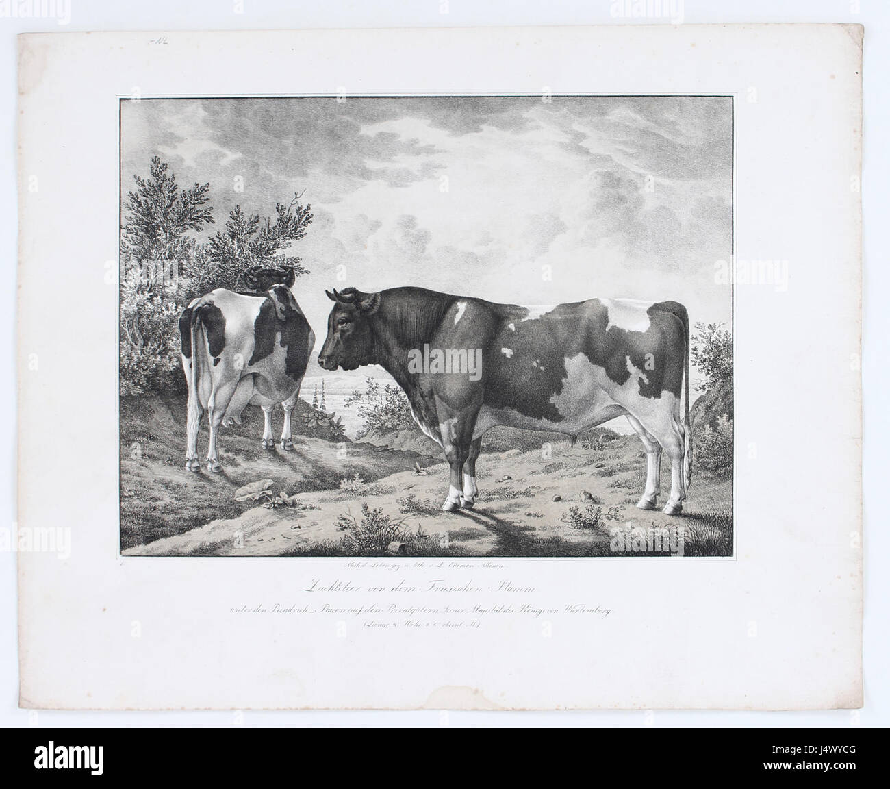 Zuchtstier von dem Friesischen Stamm bezieht sich auf einen Zuchtbullen aus der friesischen Rasse. Bekannt für seine Stärke und Qualität, spielt dieser Stier eine wichtige Rolle in der Tierhaltung und Tierzucht in landwirtschaftlichen Gemeinden. Stockfoto